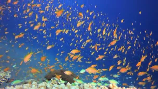 Undervattens Marina Tropiska Färgglada Liv Tropiska Undervattensfiskar Färgglada Tropiska Korallrev — Stockvideo