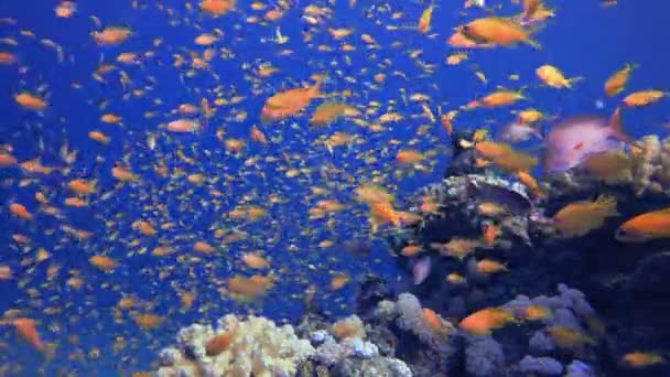 海底五彩斑斓的橙色鱼 热带水下海鱼 海底鱼类礁海洋 海底鱼 珊瑚花园海景 珊瑚礁景观 — 图库视频影像