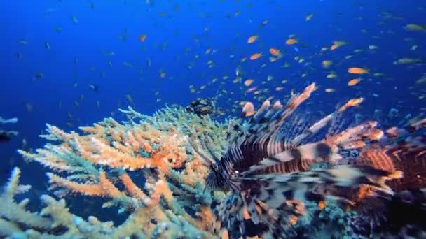 水中紅海ライオン魚 水中ライオン魚 ペトロマイル 熱帯サンゴ礁海水面下 サンゴ礁のサンゴのシーン カラフルなサンゴ礁 海洋生物園 — ストック動画