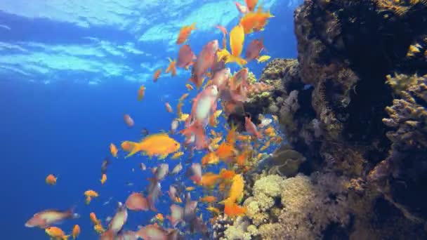 水中シーン 海洋世界 熱帯の水中魚 水中魚礁海洋 柔らかく硬いサンゴ 水中魚園のサンゴ礁 珊瑚の庭の風景 — ストック動画