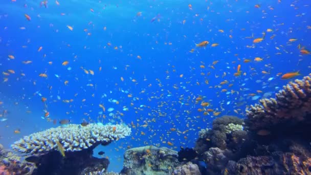 Arrecife Submarino Coral Marino Peces Marinos Submarinos Arrecife Peces Tropicales — Vídeos de Stock