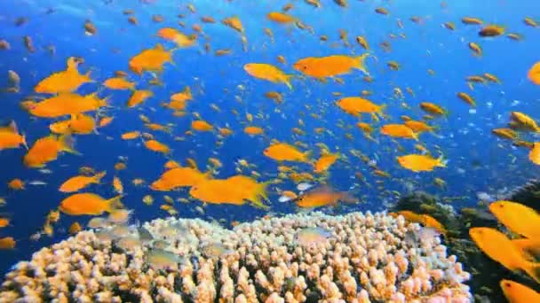 Подводный Морской Коралловый Тропический Риф Оранжевая Рыба Водой Подводная Красочная — стоковое видео