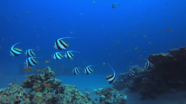 海底海洋礁旗鱼 热带水下海鱼 海底鱼类礁海洋 海底鱼 珊瑚花园海景 珊瑚礁景观 — 图库视频影像