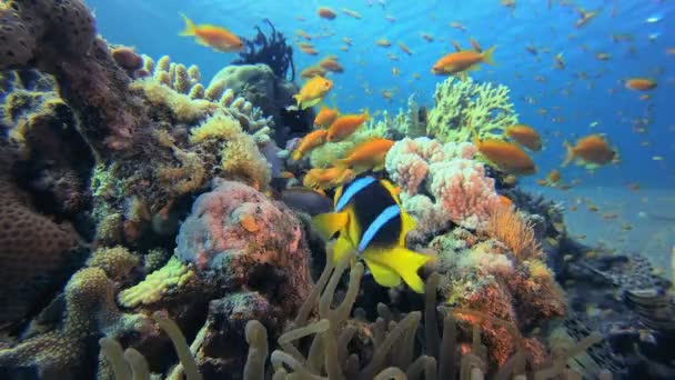 Onderwater Tropisch Leven Clownvissen Onderwater Tropische Clownvissen Amphiprion Bicinctus Zeeanemonen — Stockvideo