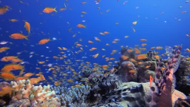 水中の海の熱帯の生活 水中熱帯色の柔らかいハードサンゴ赤いスポンジサンゴ 水中魚礁海洋 — ストック動画