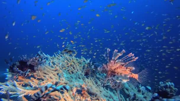 물총새 라이온 바다에 Pterois Miles 산호초 해저의 산호초 산호초들 물고기 — 비디오