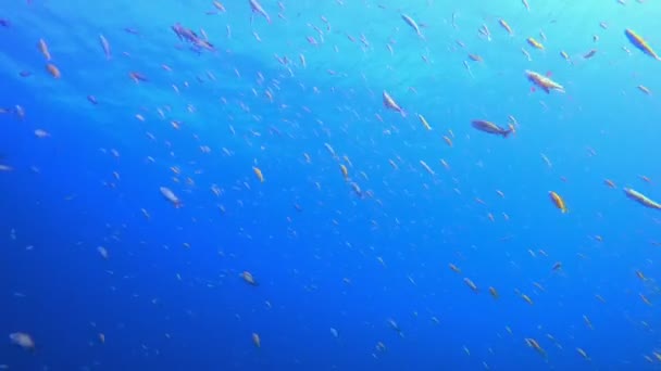 Υποβρύχια Τροπική Θάλασσα Μπλε Επιφάνεια Θαλασσινού Νερού Υποβρύχιες Φυσαλίδες Αέρα — Αρχείο Βίντεο