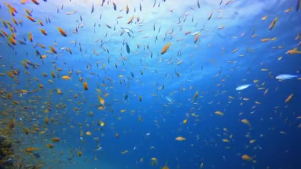 Pod Vodou Tropical Blue Sea Orange Fish Tropický Podmořský Plášť — Stock video