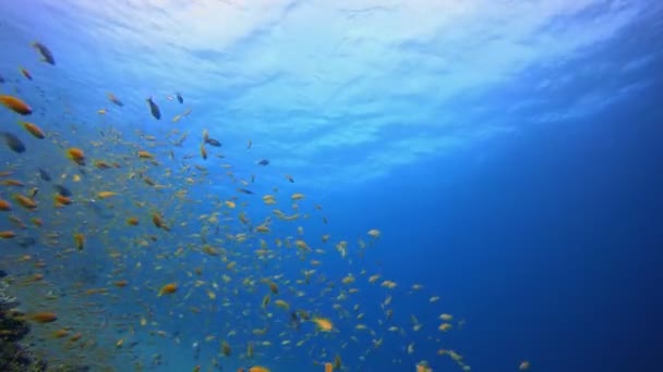 Unterwasser Tropisches Blaues Meerwasser Tropisches Fischriff Meer Weichhartkorallen Lebendiger Korallengarten — Stockvideo