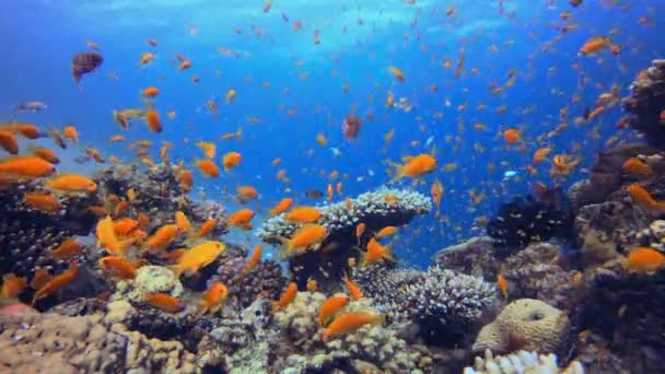 Mondo Blu Arancio Tropicale Subacqueo Tropicale Colorato Paesaggio Marino Sottomarino — Video Stock