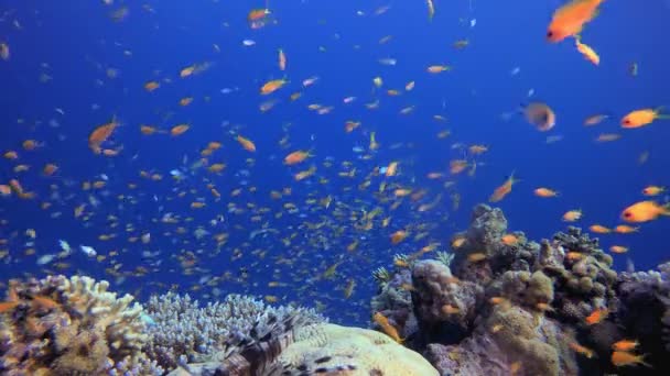 海底热带珊瑚礁鱼 热带水下海鱼 五彩斑斓的热带珊瑚礁大堡礁海洋生命世界 海底鱼类礁海洋 — 图库视频影像