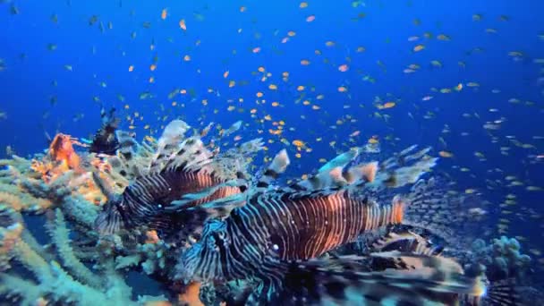 Subaquático Tropical Schooling Lion Fish Peixe Leão Subaquático Milhas Pterois — Vídeo de Stock