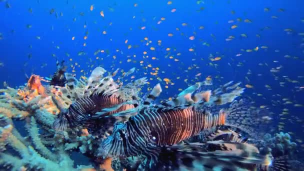 Undervattens Tropiska Skolning Lejonfisk Lejonfisk Vatten Pterois Miles Tropiskt Rev — Stockvideo