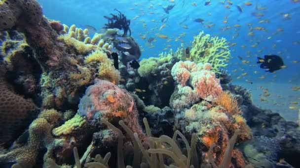 Podwodny Przylądek Morza Tropikalnego Morski Krajobraz Koralowy Niebieskie Tło Wody — Wideo stockowe