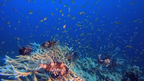 Undervattenslevande Lejonfisk Från Röda Havet Lejonfisk Vatten Pterois Miles Tropiskt — Stockvideo