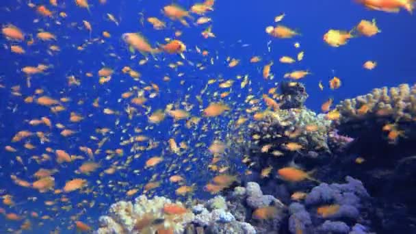 神奇的橙色鱼在水下 海底鱼 热带鱼礁海洋 五彩斑斓的水下海景 珊瑚礁场景 珊瑚花园海景 五彩斑斓的热带珊瑚礁 — 图库视频影像