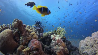 Tropik Sualtı Palyaço Balığı. Sualtı tropikal palyaço balığı (Amphiprion bicinctus) ve deniz şakayıkları. Su altı balık resifi denizcisi. Tropik renkli sualtı deniz manzarası. Resif mercan sahnesi.
