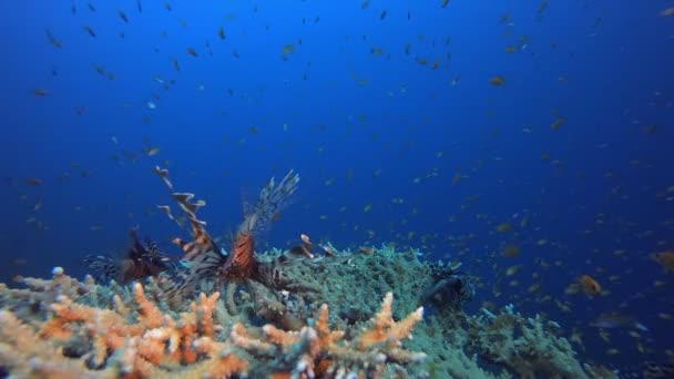 Tropická Mořská Pláštěnka Barevné Lvice Podvodní Lví Ryby Pterois Míle — Stock video