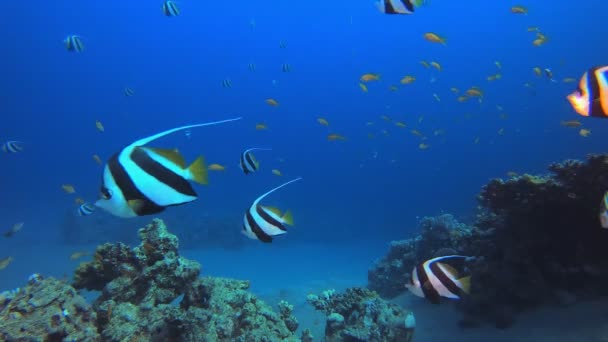 Tropisches Unterwasser Bannerfish Reef Tropische Unterwasserfische Unterwasser Fischriffe Marinen Unterwasserfische — Stockvideo