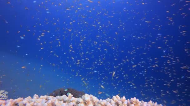 热带海底五彩斑斓的珊瑚礁热带水下海鱼 海底鱼类礁海洋 海底鱼 珊瑚花园海景 珊瑚礁景观 — 图库视频影像