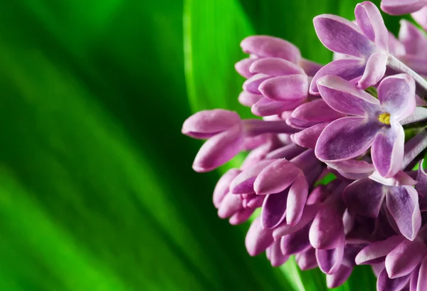 Lilac — Stock Photo, Image