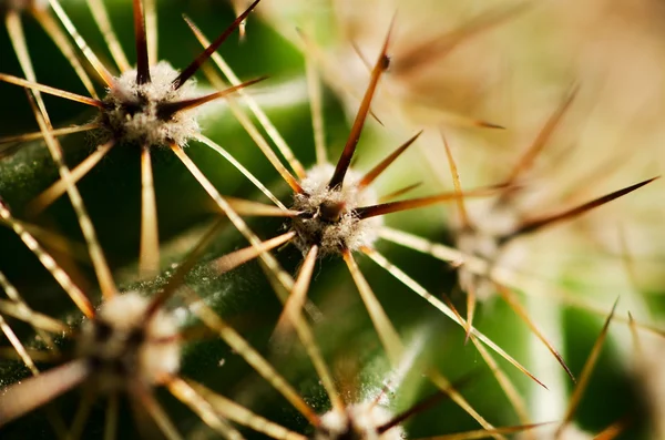 Cacto — Fotografia de Stock