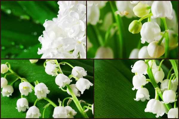 Lilly of the valley collage. — Stock Photo, Image