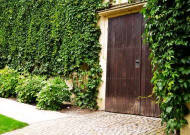 Ivy ile kaplı duvarlar.