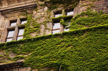 Ivy ile kaplı duvarlar.