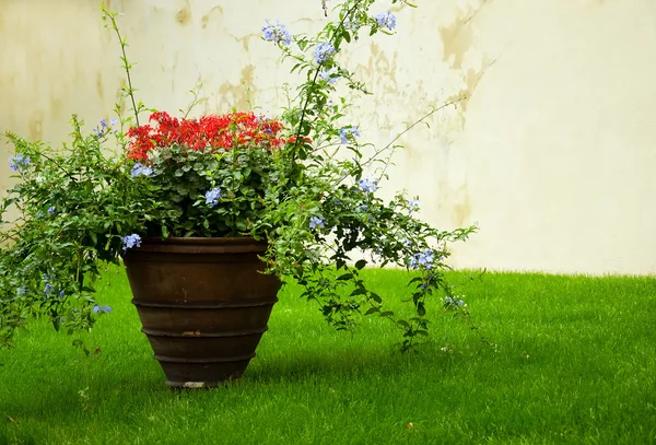 Flowerpots. — Stock Photo, Image