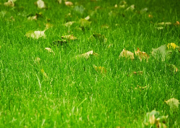 Obraz textury zelené trávy. — Stock fotografie