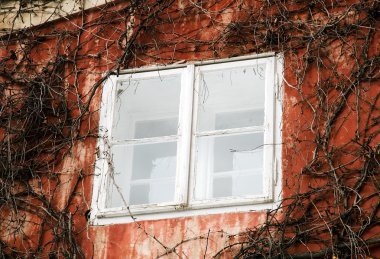 bitki örtüsü ile kaplı duvarlar.