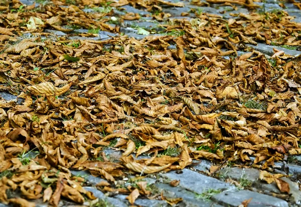 Sušené listy na zemi. — Stock fotografie