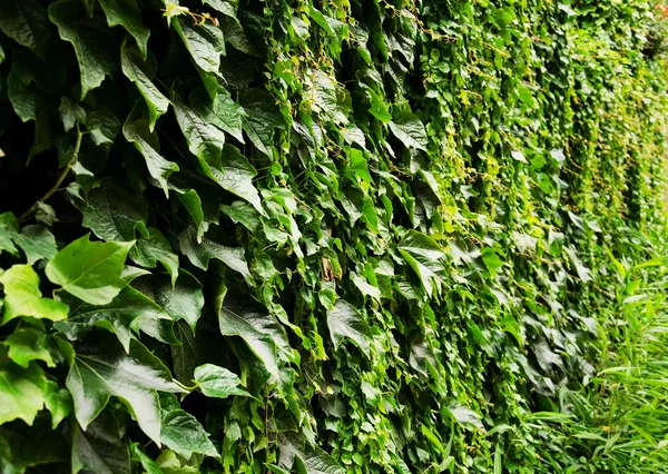 Növényzettel borított falak. — Stock Fotó