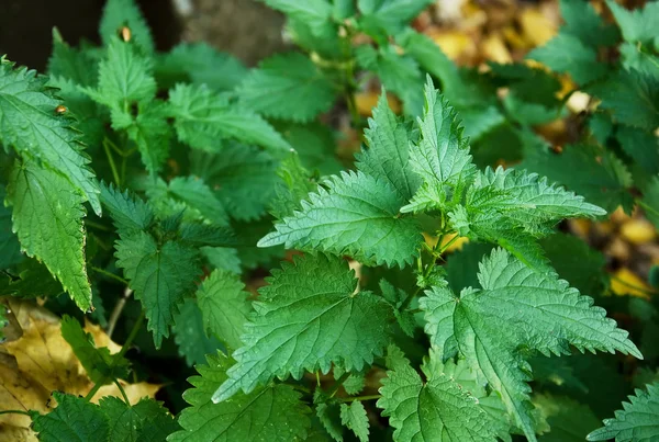 Nettle. — Stock Photo, Image