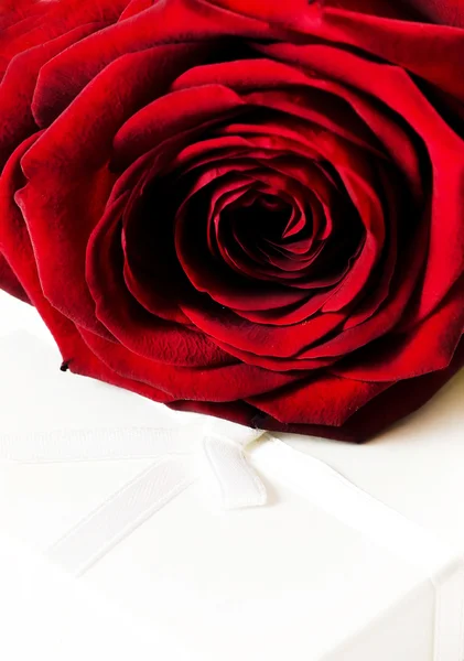 Rose en una caja de regalo . —  Fotos de Stock