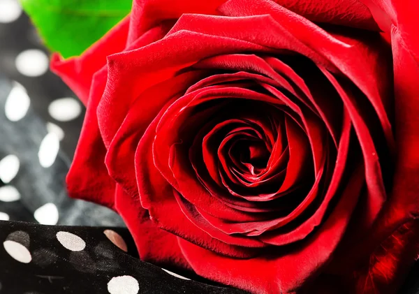 Красная роза. Стоковое Фото