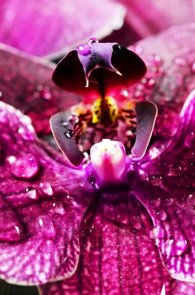 Орхідея . — стокове фото