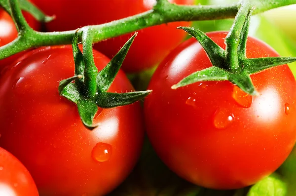 Tomatoes. Stock Photo