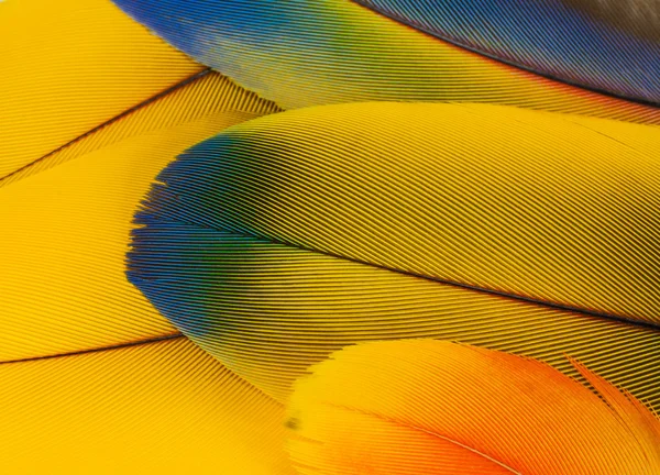 Amerika papağanı tüyler