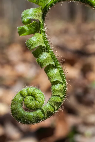 Vahşi fern fiddlehead makro — Stok fotoğraf