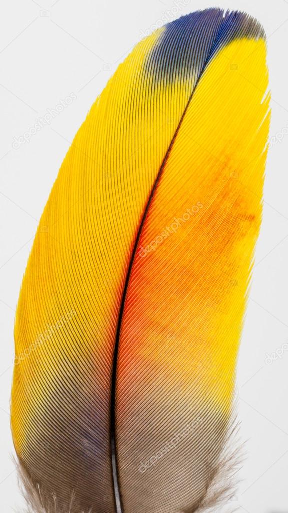 Macaw feathers