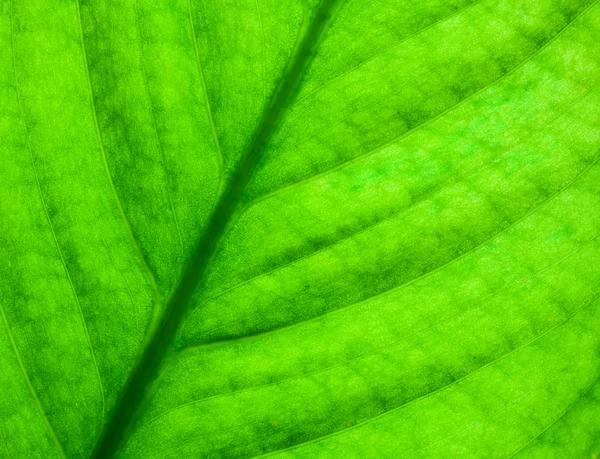 Yaprak makro — Stok fotoğraf