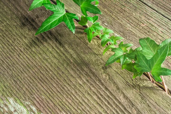 Holz-Informationstafel mit Efeu — Stockfoto