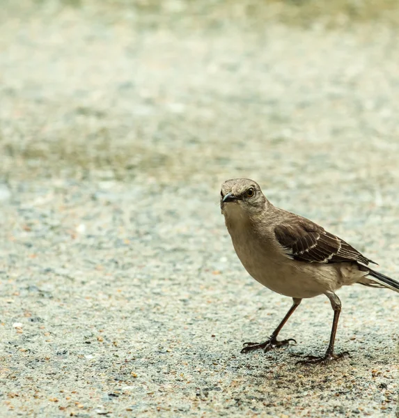Norther mocking bird eating bugs from the driveway in the rain — Stock Photo, Image