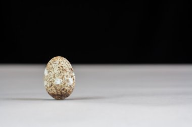 yabani kuş yumurta kabuğu