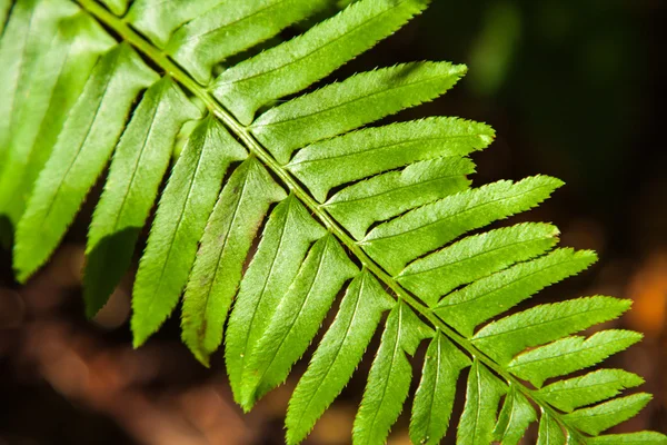 vahşi foreset eğrelti