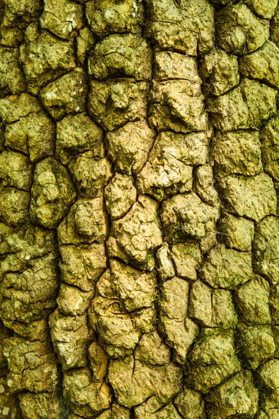 Tree texture — Stock Photo, Image