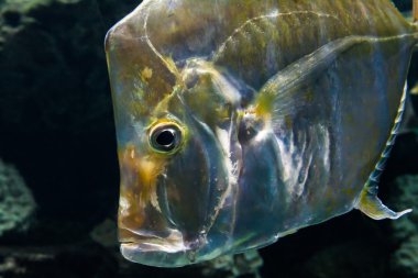 akvaryum balık yakın çekim