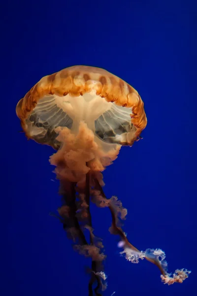 Jelly fish close up — Stock Photo, Image